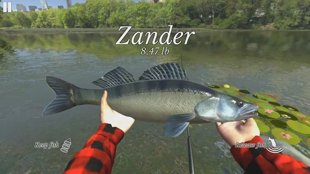 Gefangener Zander im Ultimate Fishing Simulator, darüber der Schriftzug Zander und die Gewichtsangabe 8.47 lb